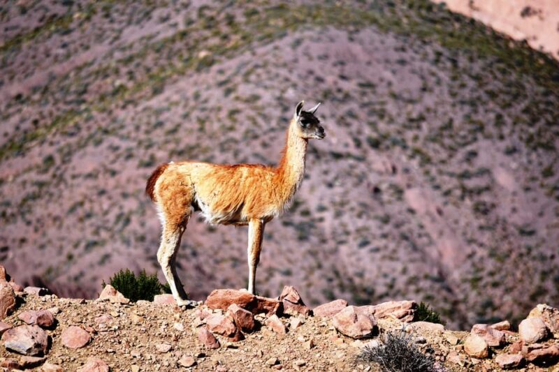 Rainbow Valley From San Pedro De Atacama - Key Points