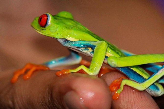 Rainforest Bijagua Ranas Costa Rica Excursions Travels - Itinerary Highlights