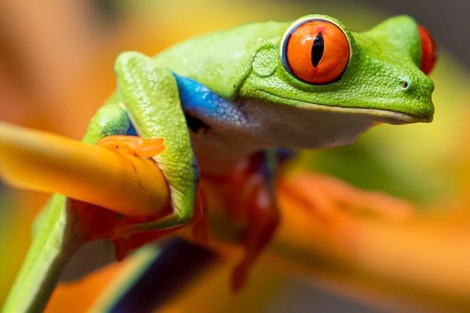 Rainforest Bijagua Ranas Costa Rica Excursions Travels - Booking Information