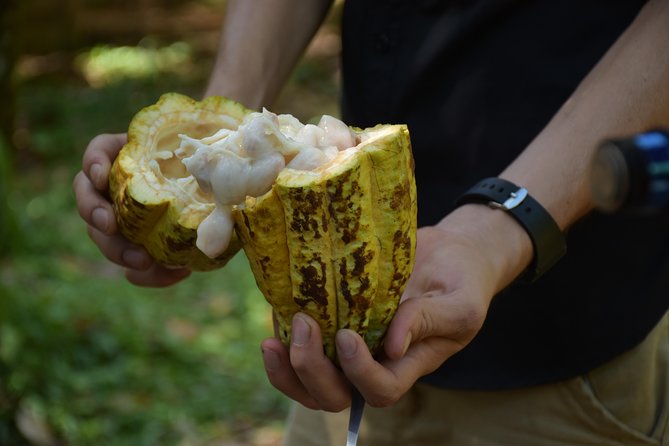 Rainforest Chocolat & La Fortuna Waterfall Adventure - Key Points