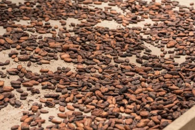 Rainforest Chocolate Tour From La Fortuna - Inclusions and Logistics