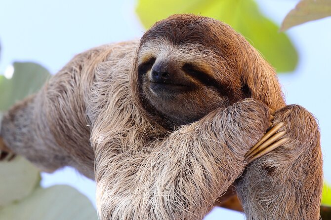 Rainforest Combo - Chocolate - Sloths - Cortes Waterfall - Key Points