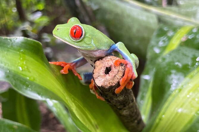 Rainforest Combo - Chocolate - Sloths - Cortes Waterfall - Inclusions and Pickup