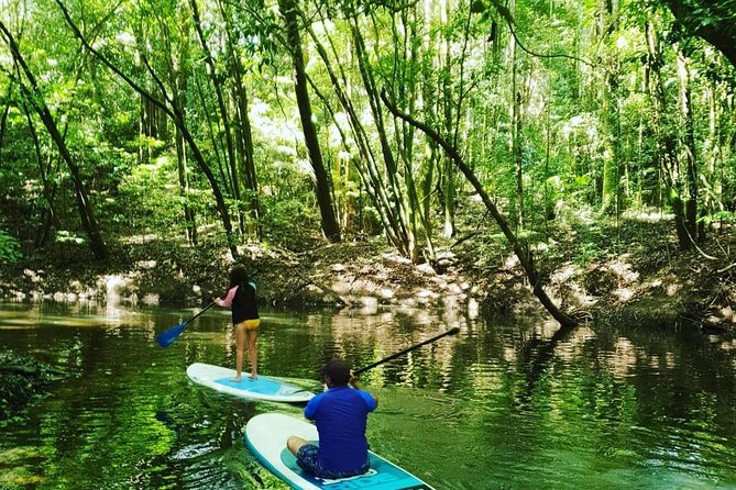 Rainforest Drift - FreshWater Rainforest - Paddling in Rainforest