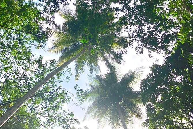 Rainforest Hike and Waterfall Safari - Scenic Highlights