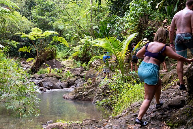 Rainforest Hike and Waterfall Safari - Guided Tour Details