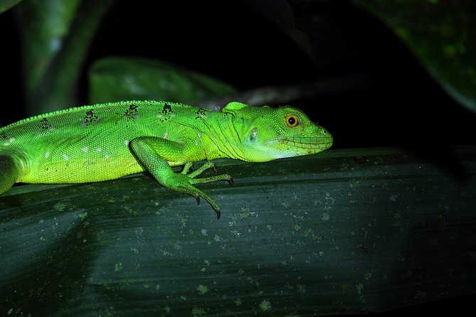 Rainforest Night Walk and Authentic Costa Rican Dinner From La Fortuna - Guided Night Hike