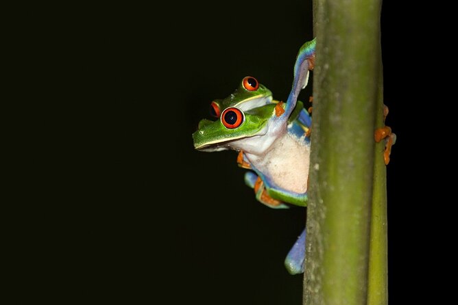 Rainforest Night Walking Tour (Private Property) - Key Points
