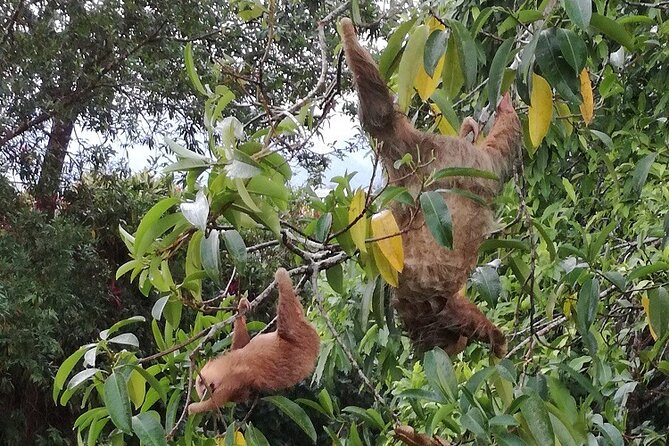 Rainforest Night Walking Tour (Private Property) - Tour Details