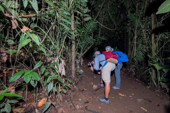 Rainforest Night Walking Tour (Private Property) - Wildlife and Experiences