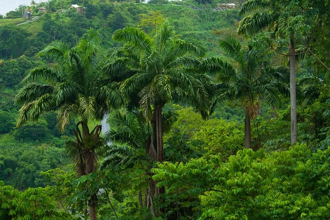 Rainforest Tour - About Your Stay