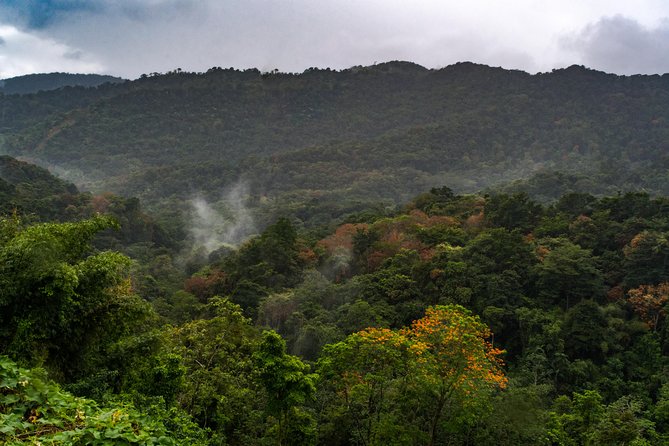 Rainforest Tour - Hiking Through the Rainforest