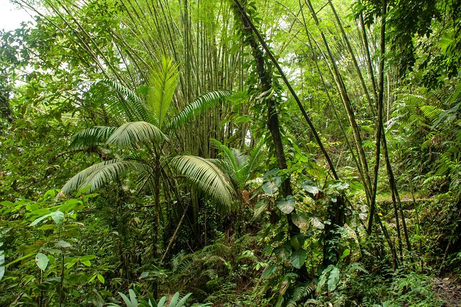 Rainforest Tour - Swimming in Refreshing Pools