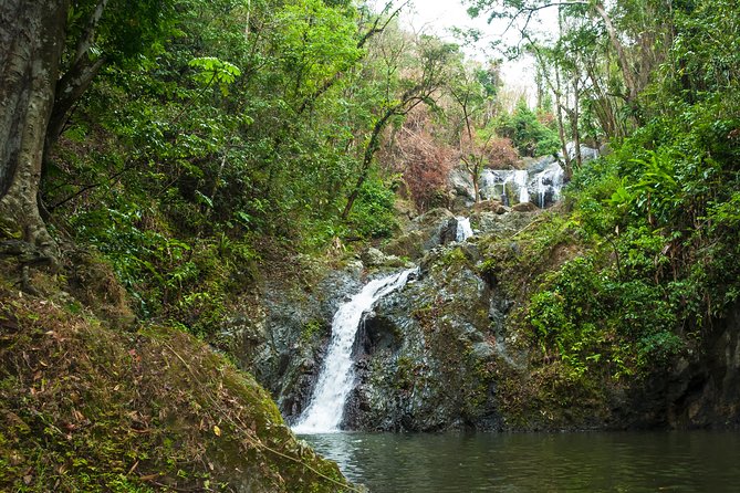 Rainforest Tour - Transportation and Pickup Details