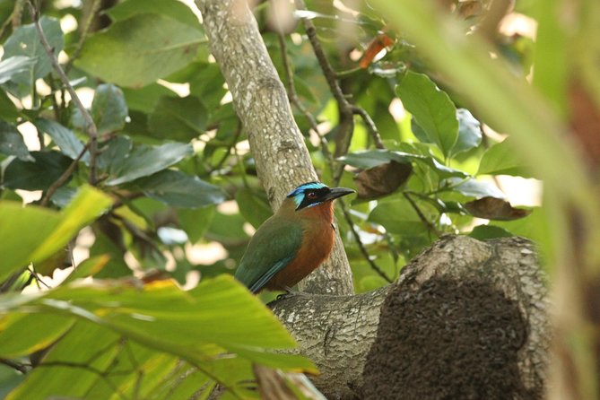 Rainforest Tour - Tour Inclusions and Exclusions