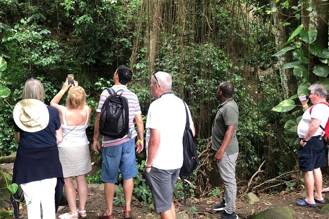Rainforest Tours in St. Kitts - About Your Stay