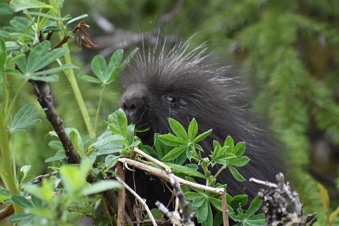 Rainforest & Waterfalls Trek - Alaskan Wilderness Exploration
