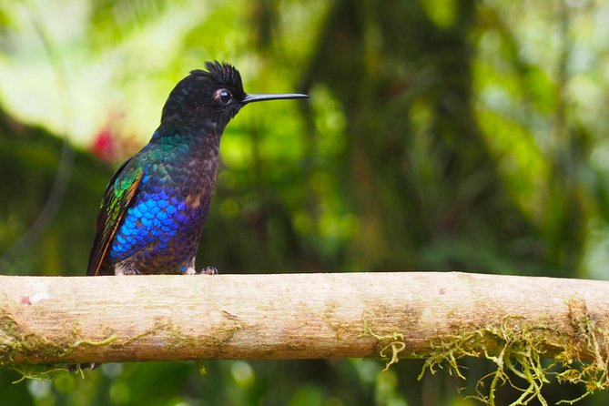 Rainforest Wildlife, Panama Hat Makers, Traditional Cuisine. SHORE TOUR - Tour Inclusions