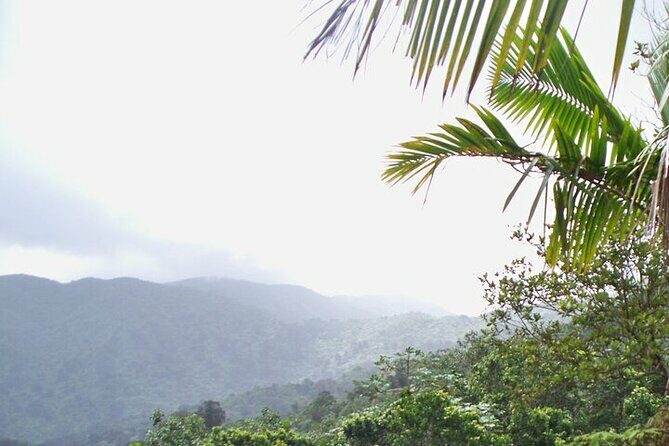 Rainforest Zipline, Luquillo Beach, and Natural Springs Day Trip - The Guides: Local Experts with a Passion for Puerto Rico