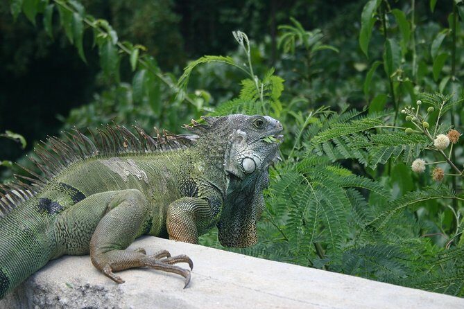 Rainforest Zipline, Luquillo Beach, and Natural Springs Day Trip - FAQs