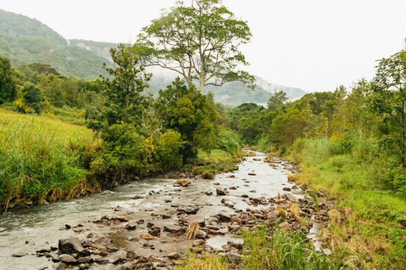 Rainforests and Glow Worm Cave: Day Tour From Brisbane - Key Points