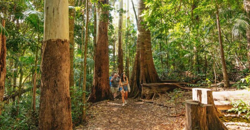 Rainforests and Glow Worm Cave: Day Tour From Brisbane - Guided Rainforest Walks