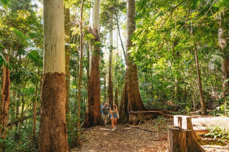 Rainforests and Glow Worm Cave: Day Tour From Brisbane - Gallery Walk District