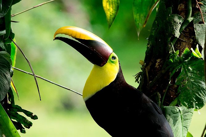 Rainmaker Park Hanging Bridges & Waterfalls Tour With Jade Tours - Diverse Flora and Fauna