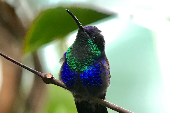 Rainmaker Tour - Wildlife Spotting Opportunities