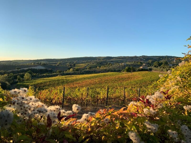 Raise a Glass: Exclusive Wine Experiences Near Orvieto - Discover the Charm of Orvietos Wine Region
