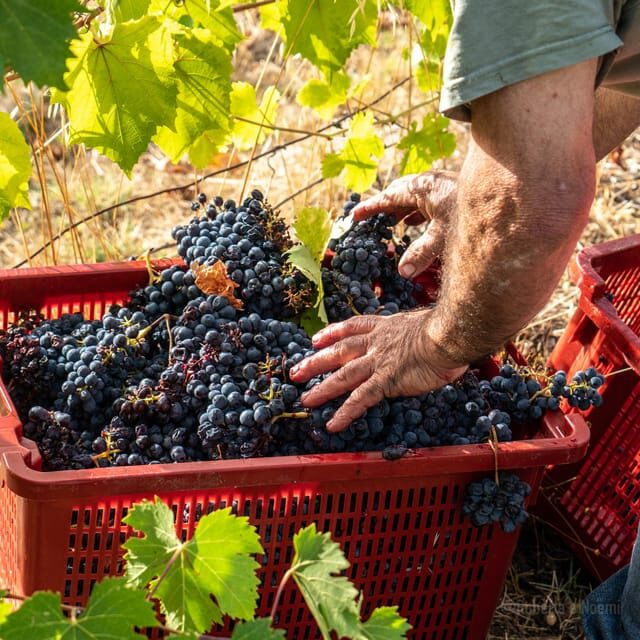 Raise a Glass: Exclusive Wine Experiences Near Orvieto - Exceptional Wines to Taste in Orvieto