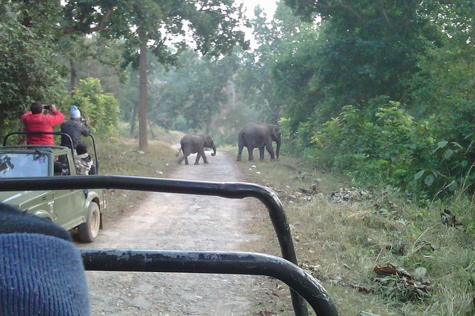 Rajaji National Park - Jeep Safari in Rishikesh - Jeep Safari Experience and Highlights