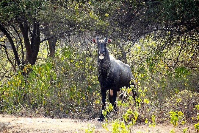 Rajaji National Park - Jeep Safari in Rishikesh - Booking and Tour Details