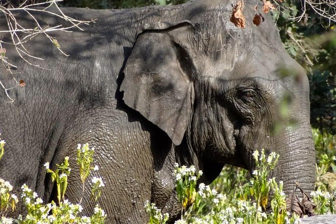 Rajaji National Park - Jeep Safari in Rishikesh - Pickup and Confirmation Logistics