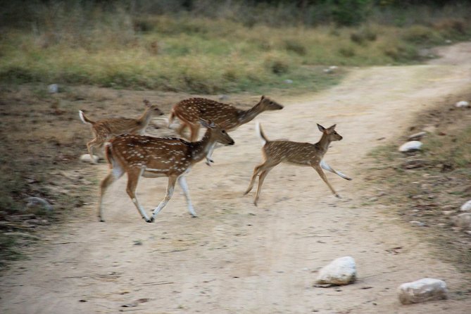 Rajaji National Park - Jeep Safari in Rishikesh - Cancellation and Refund Policy