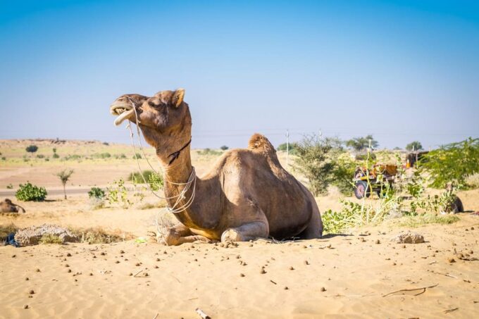 Rajasthan Odyssey: Jaipur, Jodhpur, and Jaisalmer - Preparation and Packing
