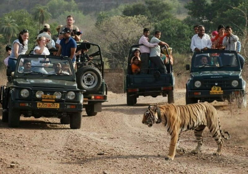 Rajasthan: Ranthambore National Park Safari - Key Points