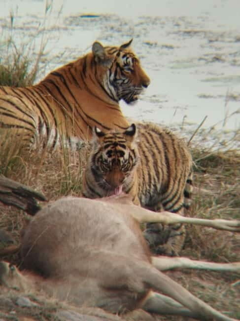 Rajasthan: Ranthambore National Park Safari - Introduction to the Ranthambore Safari Experience