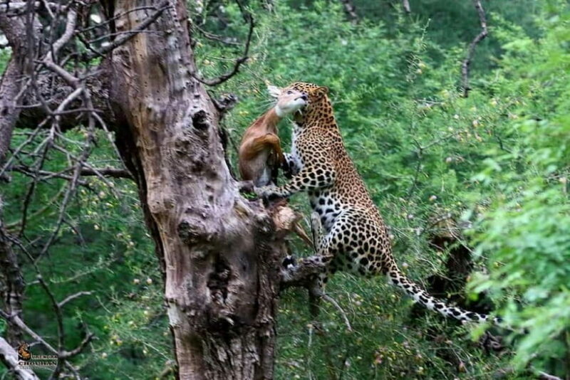 Rajasthan: Ranthambore National Park Safari - The Booking Process and Practicalities