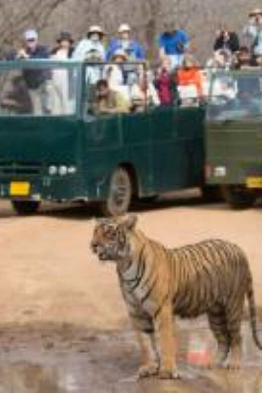 Rajasthan: Ranthambore National Park Safari - The Sum Up: Who Is This Safari Best For?