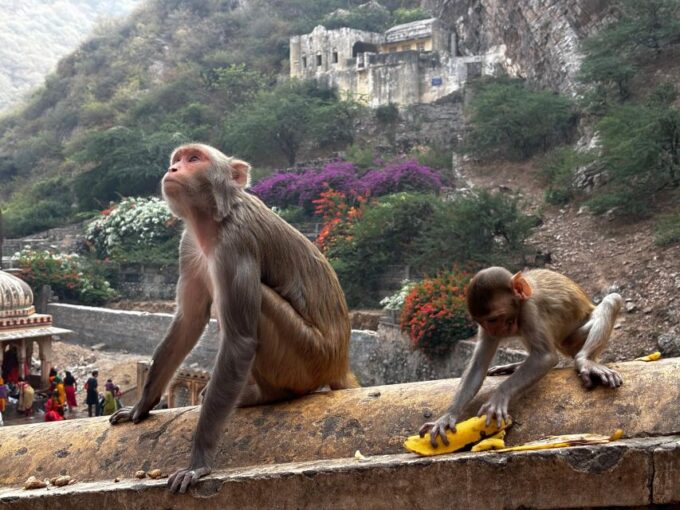 Rajasthan Tour With Agra by Private Car 15 Nights 16 Days - Frequently Asked Questions