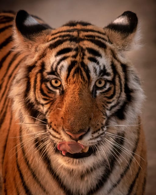 Rajasthan Wildlife Tour - Key Points
