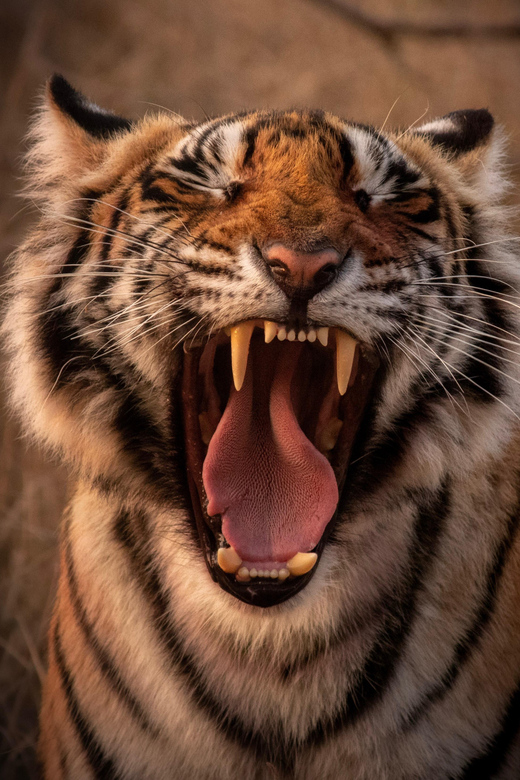 Rajasthan Wildlife Tour - Itinerary Highlights