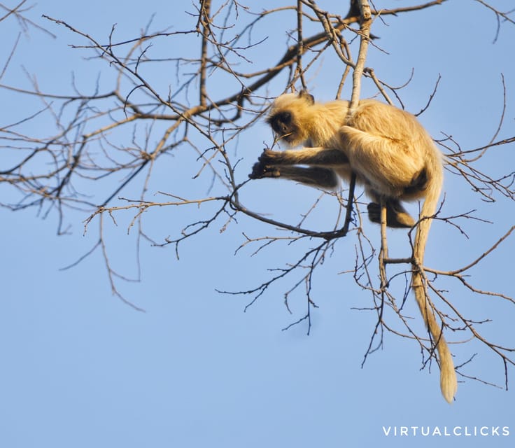 Rajasthan Wildlife Tour - Wildlife Experience