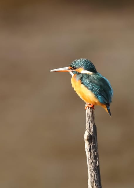 Rajasthan Wildlife Tour - Accommodation and Inclusions