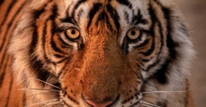 Rajasthan Wildlife Tour - Reservation and Cancellation