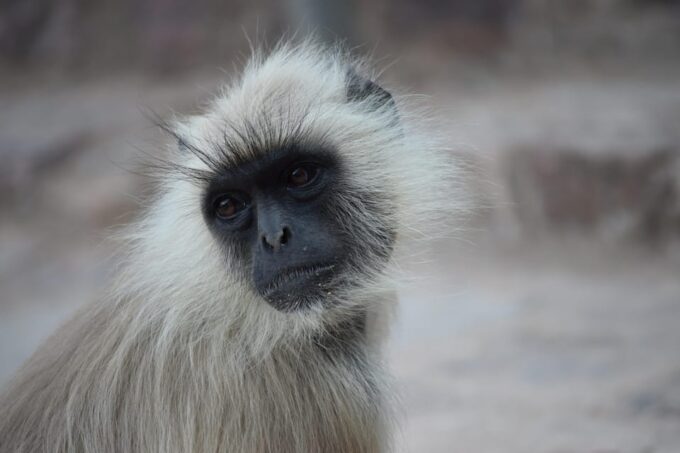 Rajasthan Wildlife Tour - Frequently Asked Questions