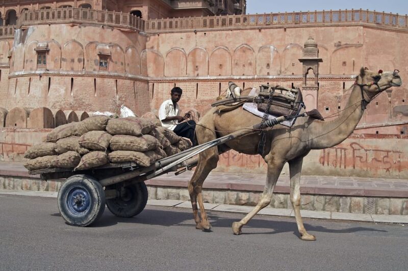 Rajasthani Romance_15 Days - Cultural Experiences