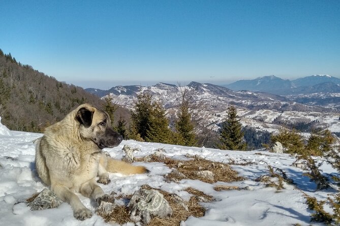 Rambling in Transylvania - Exploring Peles, Bran, and Rasnov Castles