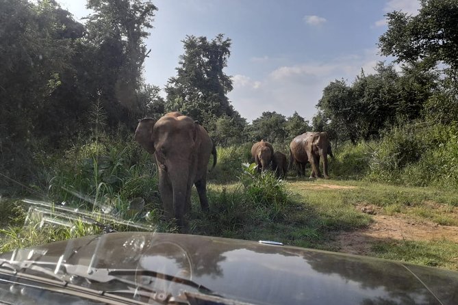 Rangiri Jeep Safari Sigiriya Lion Rock & Evening Jeep Safari - Accessibility, Safety, and Traveler Recommendations